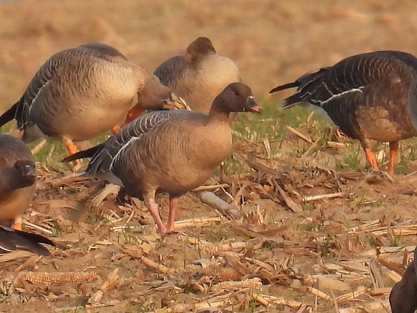 gęś krótkodzioba  - Kacper Mikulski