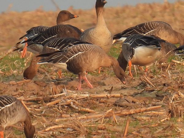 gęś krótkodzioba  - Kacper Mikulski