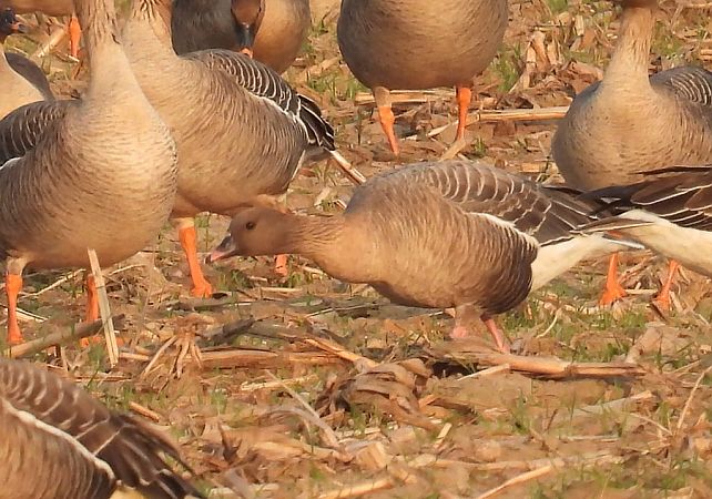 gęś krótkodzioba  - Kacper Mikulski