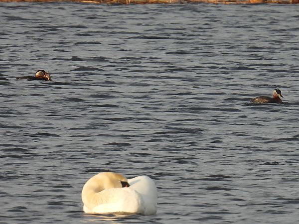 perkoz rdzawoszyi  - Kacper Mikulski