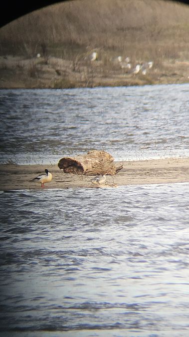 nurogęś  - Anna Kamilewicz-Wicik