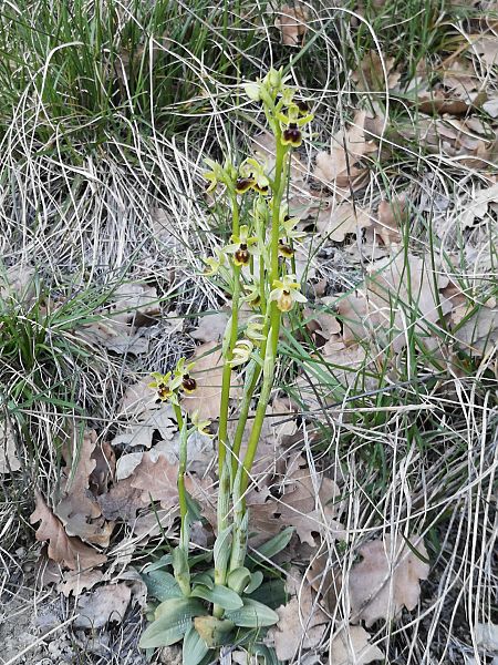 Ophrys araneola  - Richard Fay