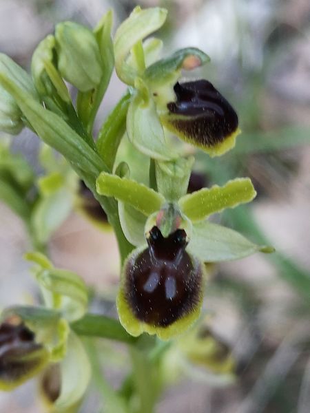 Ophrys araneola  - Richard Fay