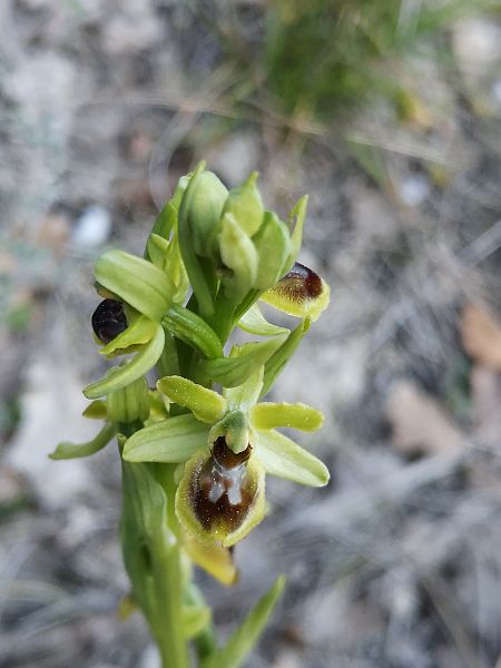 Ophrys araneola  - Richard Fay