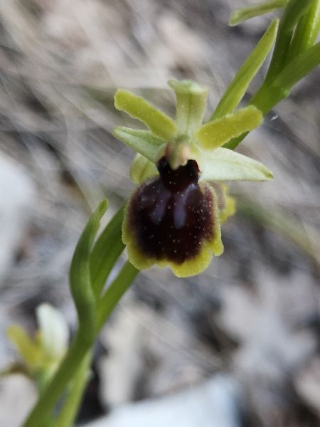 Ophrys araneola  - Richard Fay