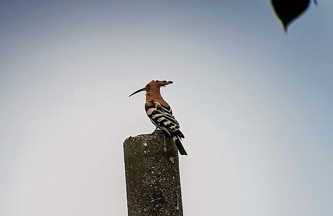 Upupa  - Lino Lipparini