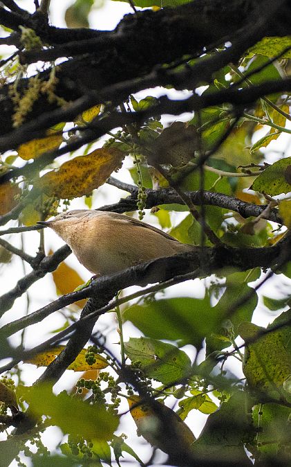 Tallarol de garriga  - Jose Molis