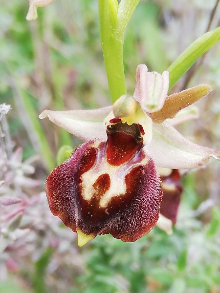 Ophrys morisii  - Marie-Marie Pertusier