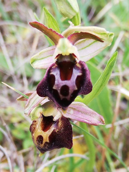 Ophrys morisii  - Marie-Marie Pertusier