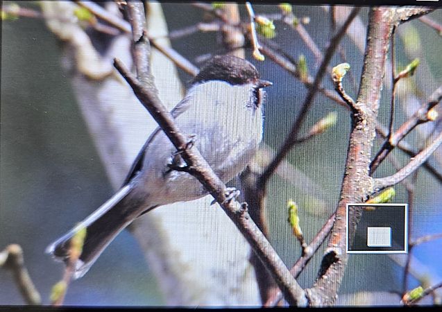 czarnogłówka  - Anna Kamilewicz-Wicik