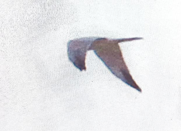 błotniak stepowy  - Marek Betlejewicz