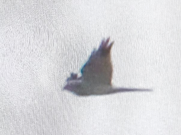 Pallid Harrier  - Marek Betlejewicz