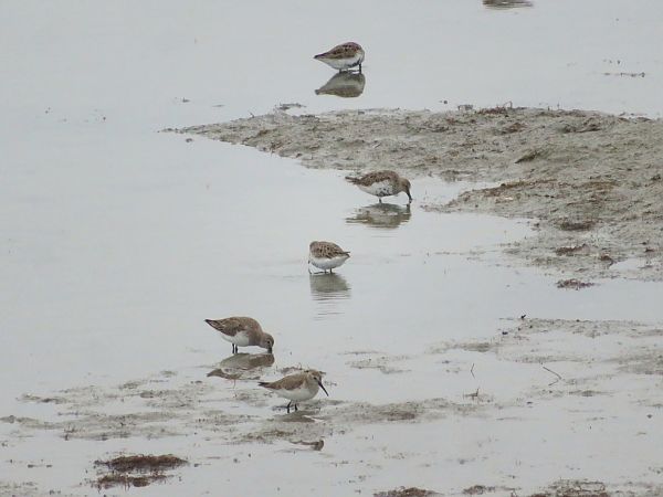 Piovanello pancianera  - Monica Carabella