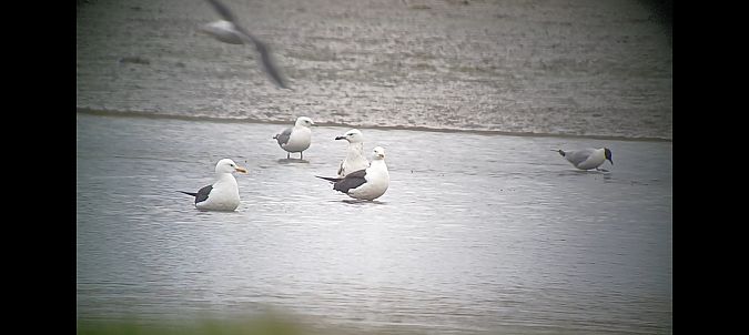 Baltic Gull  - Michał Polakowski