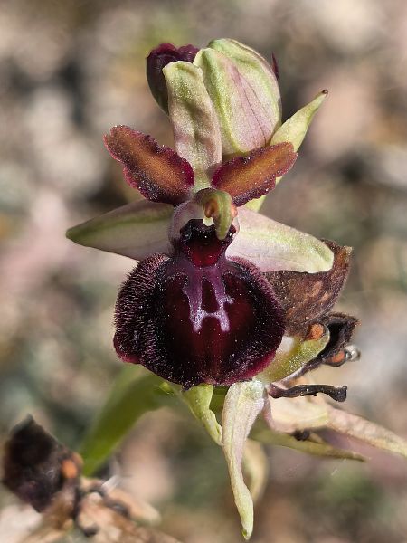 Ophrys passionis  - Bertrand Von Arx