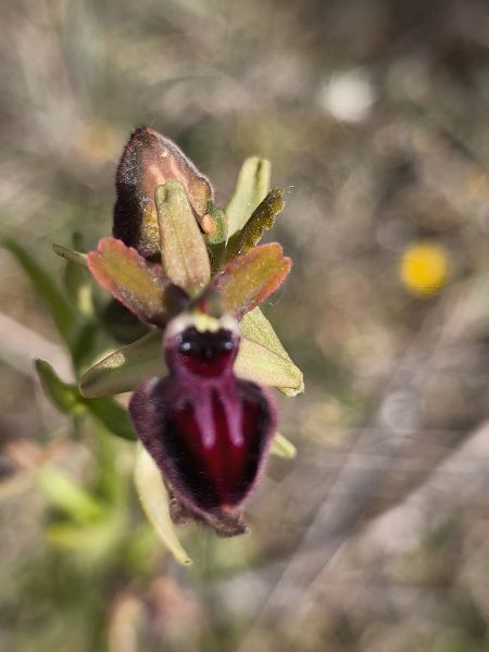 Ophrys passionis  - Bertrand Von Arx