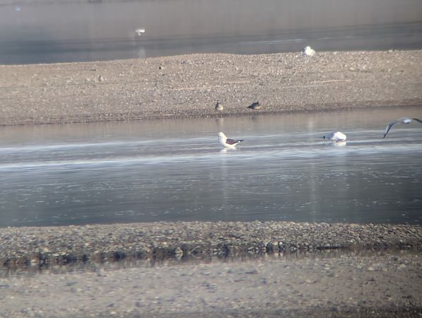 mewa żółtonoga (ssp. fuscus)  - Robert Pach