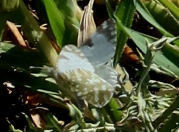 Euchloe crameri  - Jean Toubert