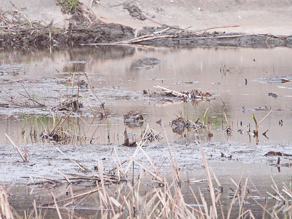 Zwergschnepfe  - Rafał Piernikarczyk