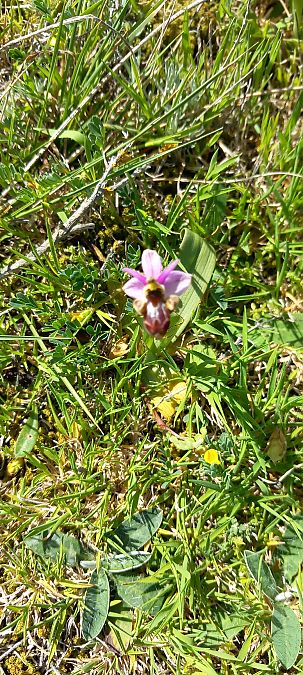 Ophrys picta  - Gerard Chassan