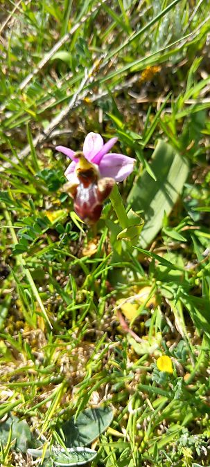 Ophrys scolopax  - Gerard Chassan