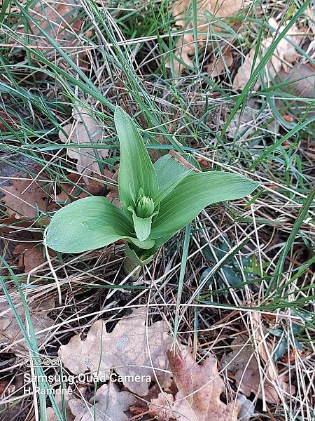 Epipactis helleborine  - Hervé Ramone