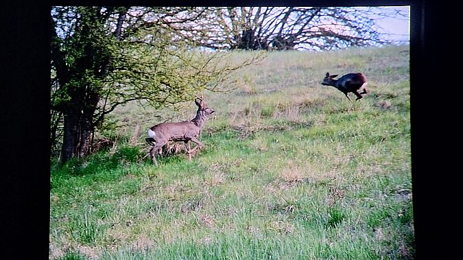 Capriolo  - Renato Cottalasso