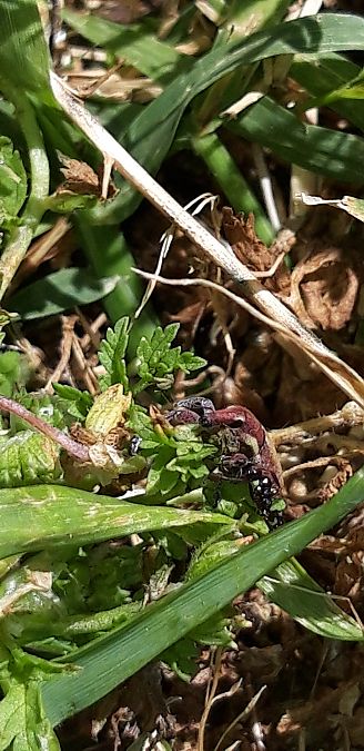 Lixus sp.  - Michele Cento