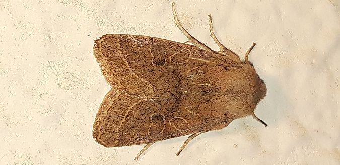 Orthosia cerasi  - Michele Cento