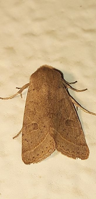 Orthosia cerasi  - Michele Cento