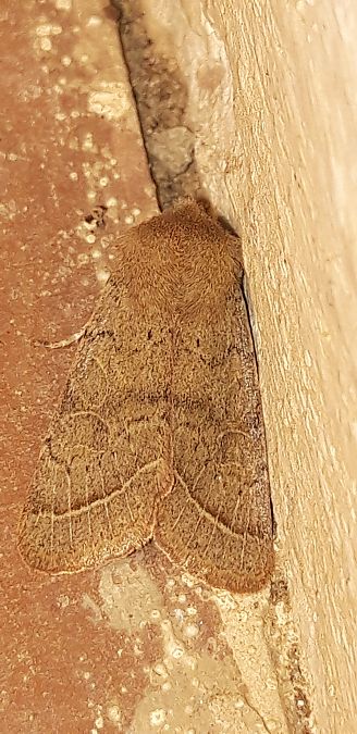 Orthosia cerasi  - Michele Cento