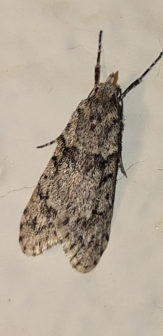 Diurnea fagella  - Michele Cento