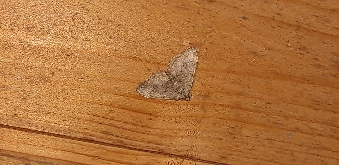 Coenotephria ablutaria  - Michele Cento