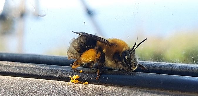 Habropoda tarsata  - Michele Cento