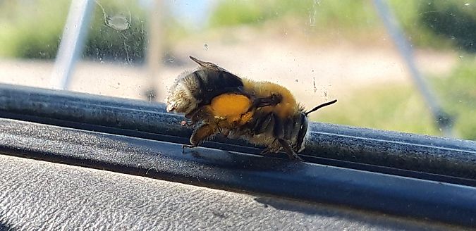 Habropoda tarsata  - Michele Cento