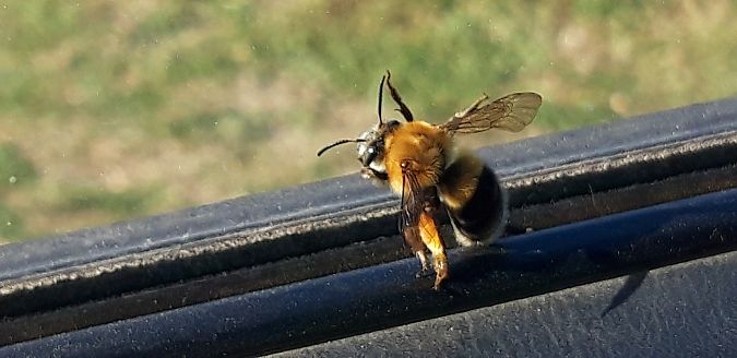 Habropoda tarsata  - Michele Cento