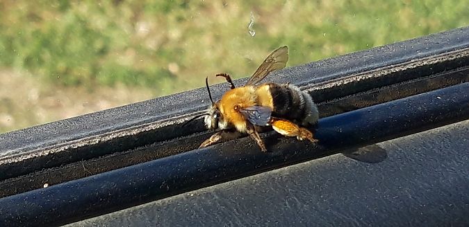 Habropoda tarsata  - Michele Cento