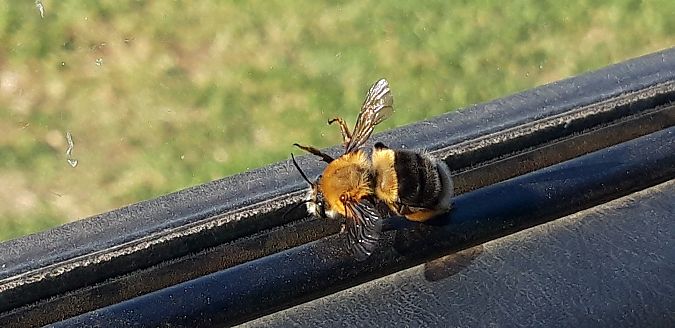 Habropoda tarsata  - Michele Cento