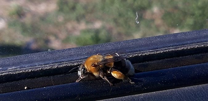 Habropoda tarsata  - Michele Cento