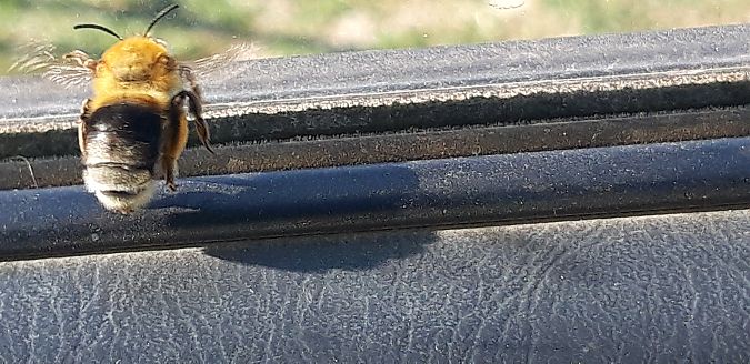 Habropoda tarsata  - Michele Cento