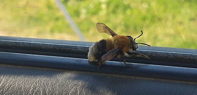 Habropoda tarsata  - Michele Cento