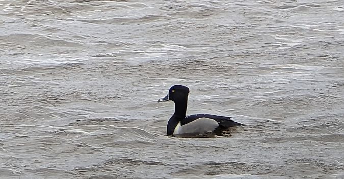 Morell de collar  - Albert Burgas
