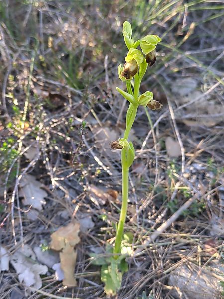 Ophrys forestieri  - Frank Dhermain