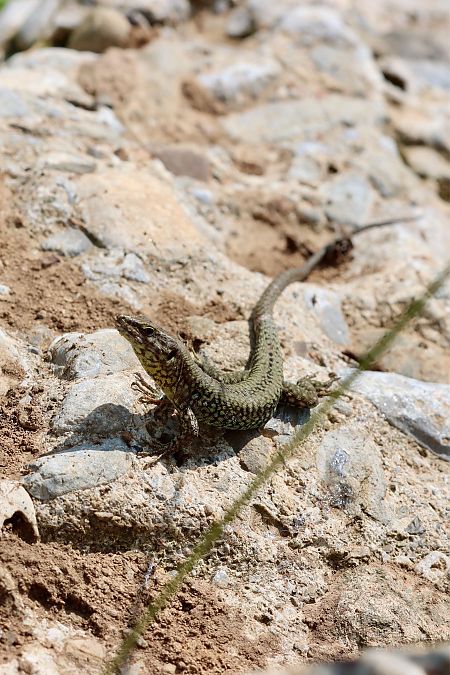 Lucertola muraiola  - Andrea Galimberti