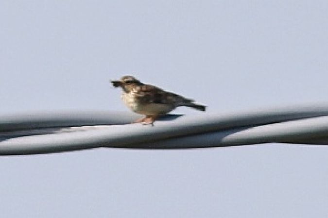 Tottavilla  - Stefano Sava