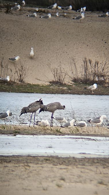 żuraw  - Anna Kamilewicz-Wicik