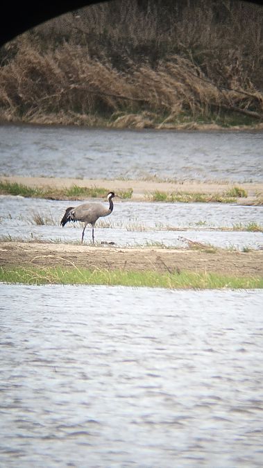 żuraw  - Anna Kamilewicz-Wicik