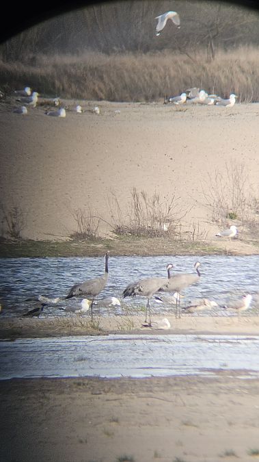 Kranich  - Anna Kamilewicz-Wicik