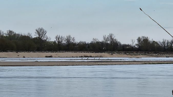 Kranich  - Anna Kamilewicz-Wicik