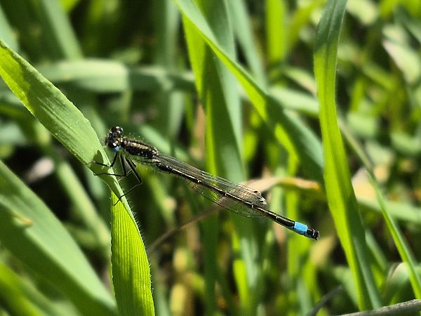 Llantió sense identificar  - César Piñol Baena